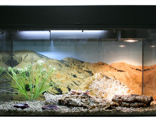 Террариум Lucky Reptile Старт для Эублефаров черный, стекло, пластик, 80х40х52 см