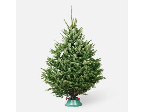 Датская пихта Господин Ёлкин 1,25–1,5 метра