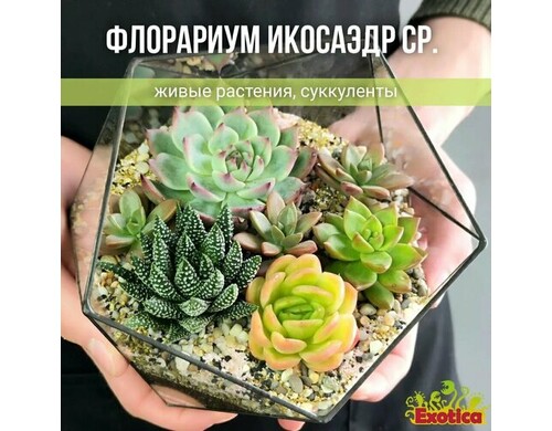 Флорариум с суккулентами "Икосаэдр" средний